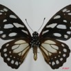 048 Lepidoptere (FV) Papilionidae Graphium leonidas 7EIMG_0227WTMK.JPG