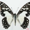 053 Lepidoptere (FD) Papilionidae Graphium angolanus 8EIMG_15941WTMK.jpg
