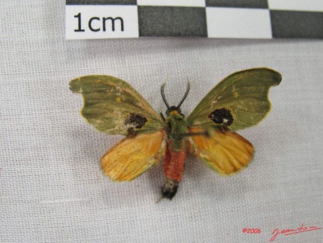 001 Heterocera (FD) IMG_3868WTMK.jpg