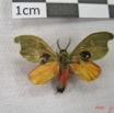 001 Heterocera (FD) IMG_3868WTMK.jpg