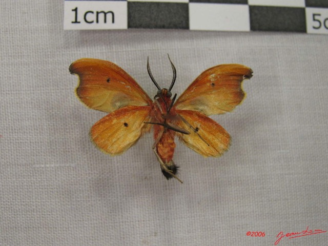002 Heterocera (FV) IMG_3873WTMK.jpg