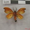 002 Heterocera (FV) IMG_3873WTMK.jpg