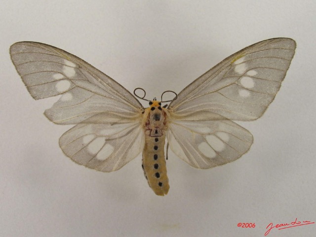 003 Heterocera (FD) IMG_4377WTMK.jpg