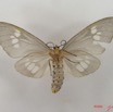 004 Heterocera (FV) IMG_4378WTMK.jpg