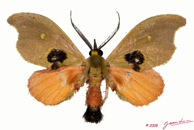 005 Heterocera (FD) 8EIMG_24428awtmk.jpg