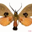 005 Heterocera (FD) 8EIMG_24428awtmk.jpg