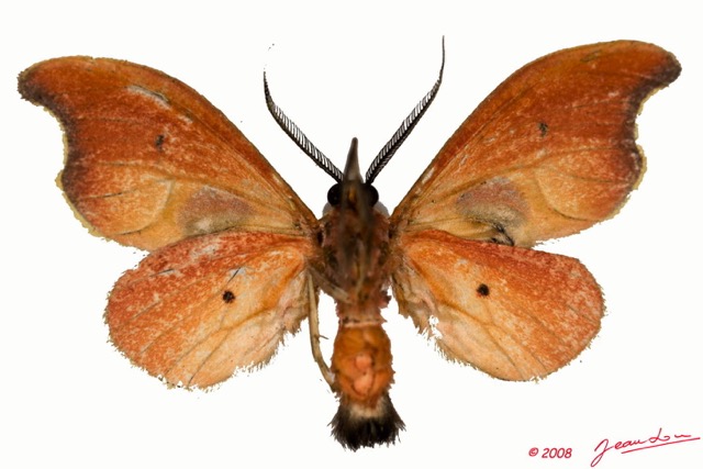 006 Heterocera (FV) 8EIMG_24429awtmk.jpg
