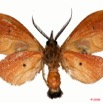 006 Heterocera (FV) 8EIMG_24429awtmk.jpg