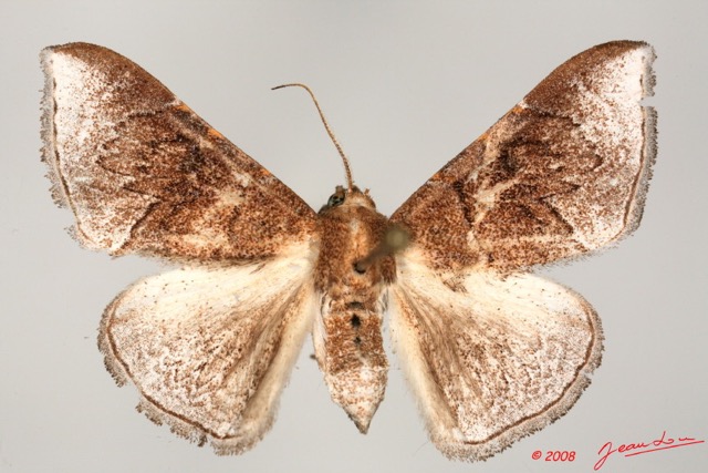 007 Heterocera (FD) 8EIMG_26087 1WTMK.jpg