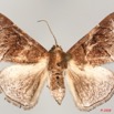 007 Heterocera (FD) 8EIMG_26087 1WTMK.jpg