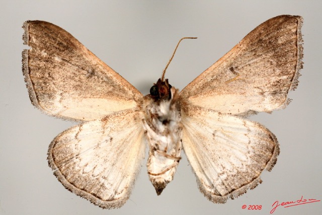 008 Heterocera (FV) 8EIMG_26088 1WTMK.jpg