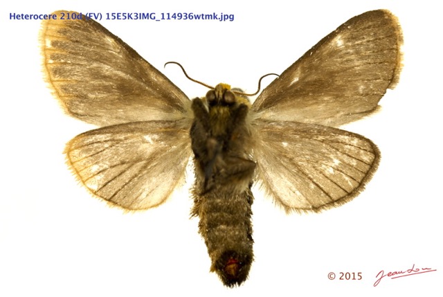 014 Heterocera 210d (FV) 15E5K3IMG_114936wtmk.jpg
