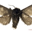 016 Heterocera 211a (FV) 16E5K3IMG_118636wtmk.jpg