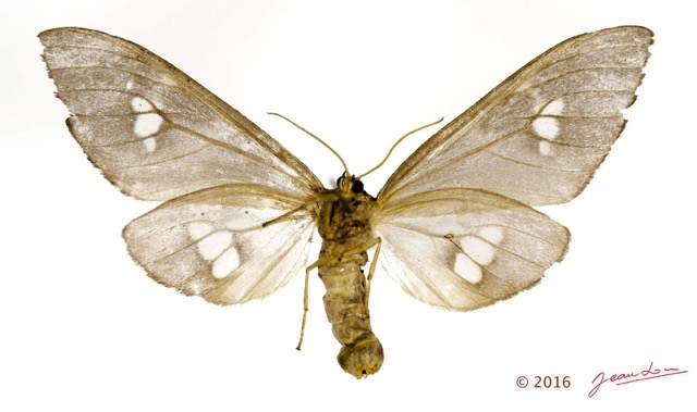 018 Heterocera 211c (FV) 16E5K3IMG_119195wtmk.jpg