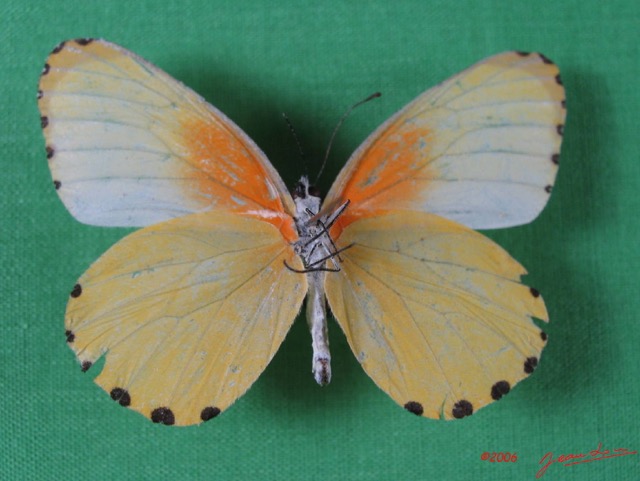 002 Lepidoptera (FV) Pieridae IMG_1645WTMK.JPG
