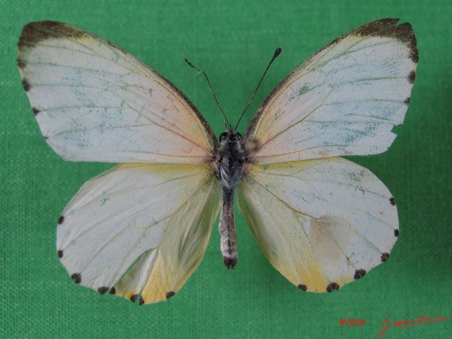 003 Lepidoptera (FD) Pieridae IMG_1646WTMK.JPG