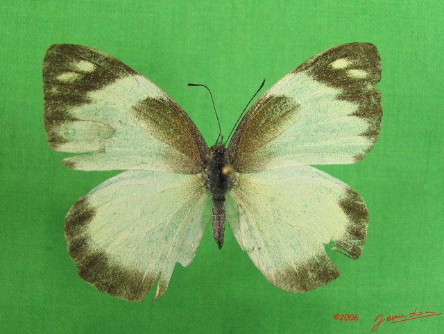 005 Lepidoptera (FD) Pieridae IMG_2606WTMK.JPG