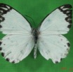 009 Lepidoptera (FD) Pieridae IMG_2999WTMK.JPG