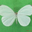 017 Lepidoptera (FD) Pieridae Leptosia nupta nupta IMG_4641WTMK.JPG
