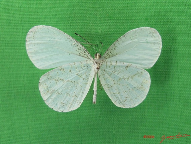 018 Lepidoptera (FV) Pieridae Leptosia nupta nupta IMG_4642WTMK.JPG