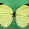 025 Lepidoptera (FD) Pieridae Eurema senegalensis m IMG_1380WTMK.JPG