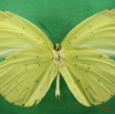 026 Lepidoptera (FV) Pieridae Eurema senegalensis m IMG_1381WTMK.JPG
