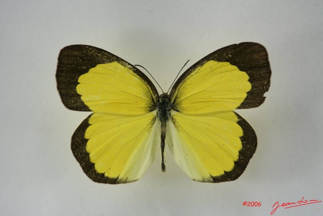 035 Lepidoptera (FD) Pieridae Eurema brigitta m IMG_1434WTMK.JPG