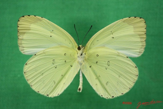 040 Lepidoptera (FV) Pieridae Eurema senegalensis IMG_1625WTMK.JPG