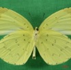 042 Lepidoptera (FV) Pieridae Eurema senegalensis IMG_1630WTMK.JPG