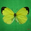 045 Lepidoptera (FD) Pieridae Eurema hecabe f IMG_3032WTMK.JPG