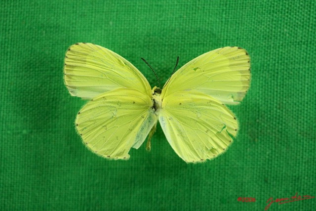 046 Lepidoptera (FV) Pieridae Eurema hecabe f IMG_3035WTMK.JPG