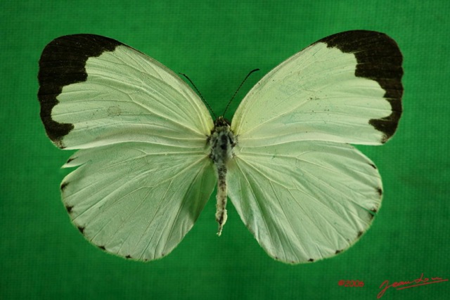 047 Lepidoptera (FD) Pieridae Eurema senegalensis f IMG_3044WTMK.JPG