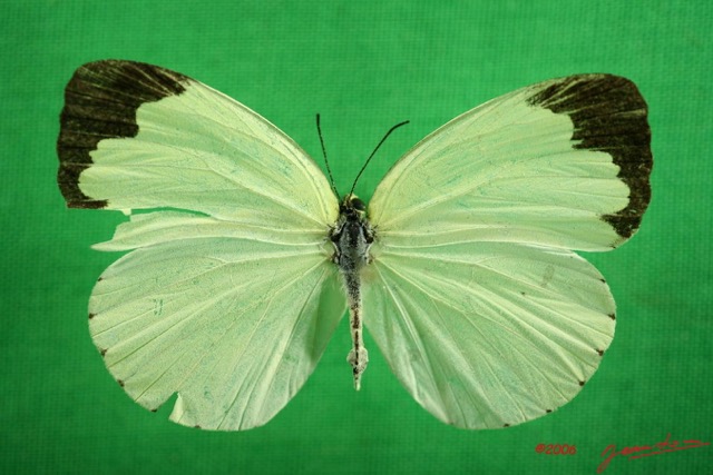 049 Lepidoptera (FD) Pieridae Eurema senegalensis f IMG_3050WTMK.JPG