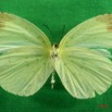 050 Lepidoptera (FV) Pieridae Eurema senegalensis f IMG_3051WTMK.JPG