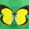 057 Lepidoptera (FD) Pieridae Eurema brigitta m 7IMG_5734WTMK.JPG
