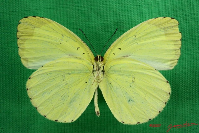 060 Lepidoptera (FV) Pieridae Eurema senegalensis m 7IMG_5769WTMK.JPG