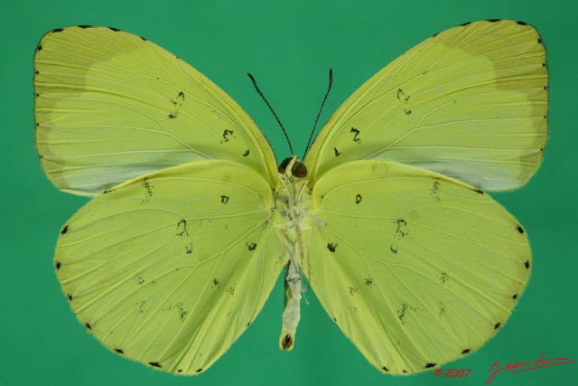066 Lepidoptera (FV) Pieridae Eurema senegalensis m 7EIMG_2422WTMK.JPG