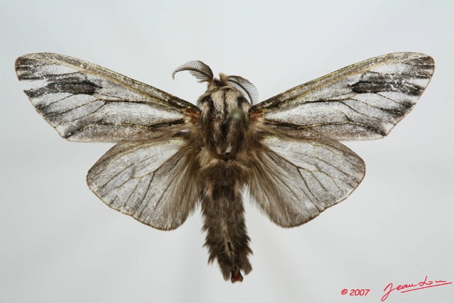 001 Heterocera (FD) Psychidae m 7EIMG_0135WTMK.JPG
