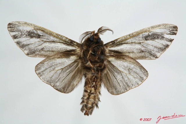 002 Heterocera (FV) Psychidae m 7EIMG_0136WTMK.JPG