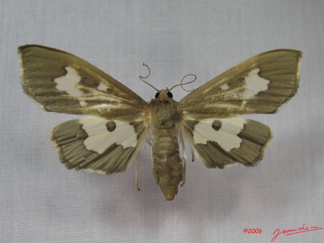 001 Heterocera (FD) Pyralidae IMG_3609WTMK.JPG