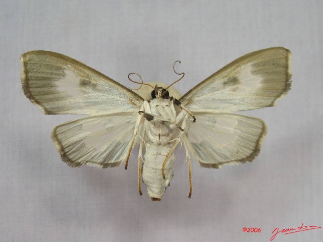 002 Heterocera (FV) Pyralidae IMG_3610WTMK.JPG