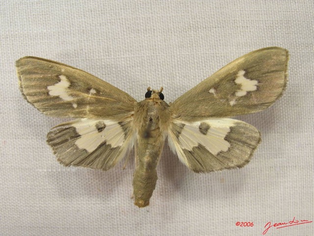 003 Heterocera (FD) Pyralidae IMG_3933WTMK.JPG