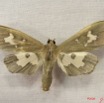 003 Heterocera (FD) Pyralidae IMG_3933WTMK.JPG