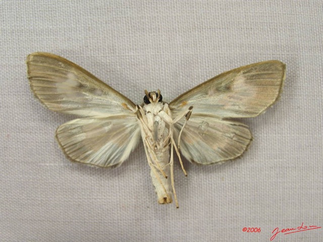 004 Heterocera (FV) Pyralidae IMG_3936WTMK.JPG