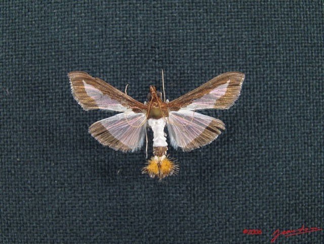 005 Heterocera (FD) Pyralidae m IMG_3994WTMK.JPG