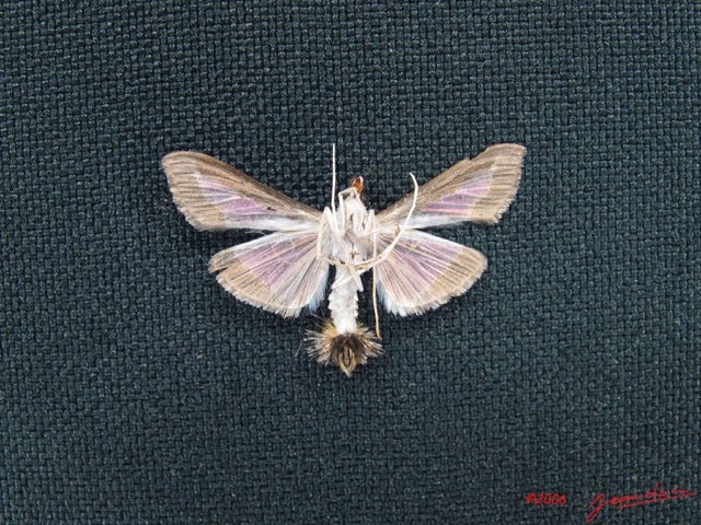 006 Heterocera (FV) Pyralidae m IMG_3995WTMK.JPG