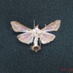 006 Heterocera (FV) Pyralidae m IMG_3995WTMK.JPG