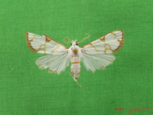 007 Heterocera (FD) Pyralidae IMG_4732WTMK.JPG