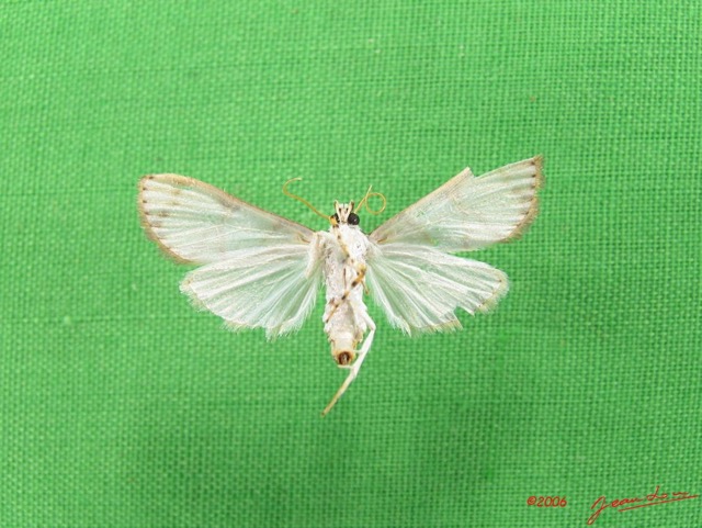 008 Heterocera (FV) Pyralidae IMG_4733WTMK.JPG