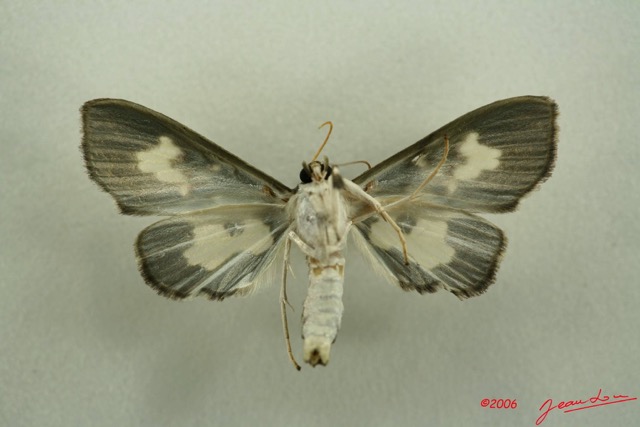 010 Heterocera (FV) Pyralidae IMG_3069WTMK.JPG
